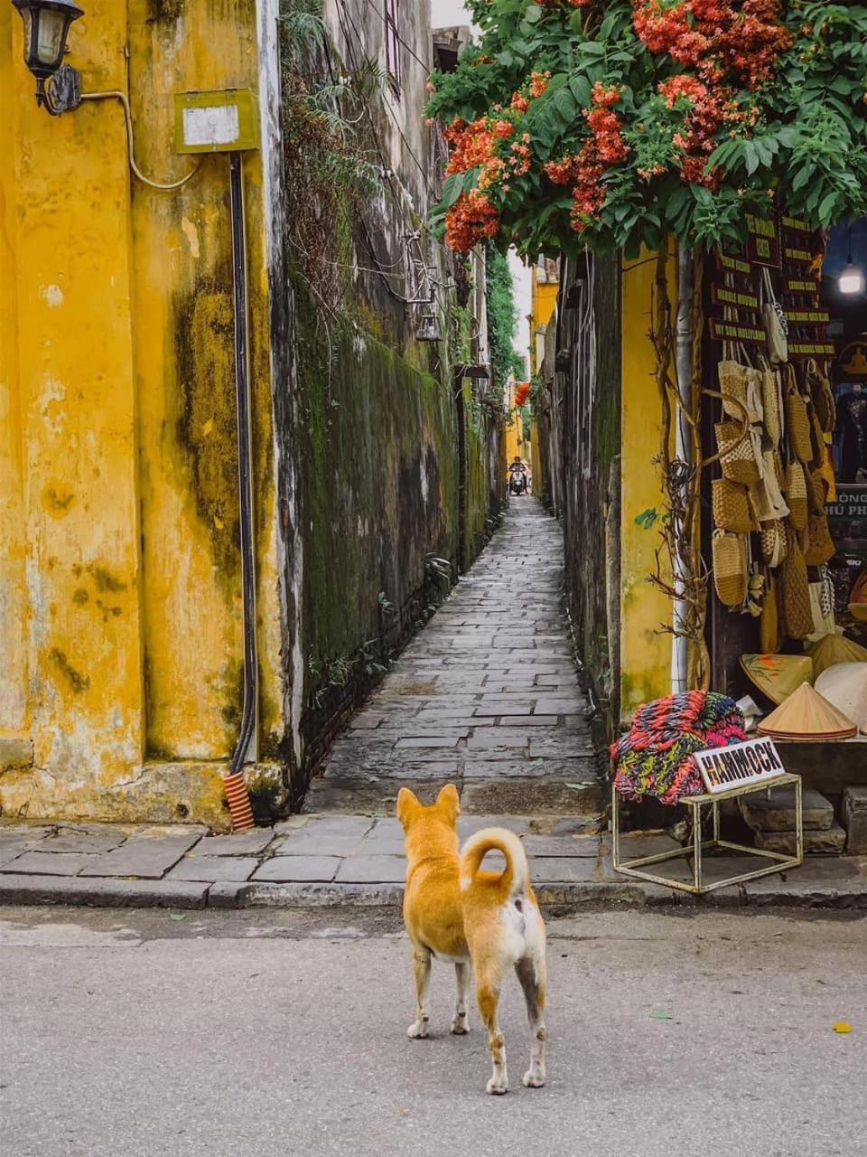 La Gai Homestay Hoi An Esterno foto